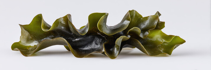 Fresh green piece of seaweed kelp, an organic and healthy food ingredient. This marine alga has beautiful wavy texture, isolated on white background for Asian cuisine