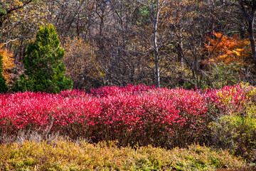 사을 풍경, 춘천