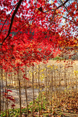 가을풍경, 춘천