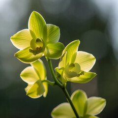 Fototapeta premium Macro Botanical Photography of Light Green Orchid Flowers on Vine