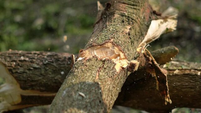 An axe cuts a tree branch in middle of a indian forest.  Indian tribal man cutting wood with an axe in a forest during daytime in slow motion.