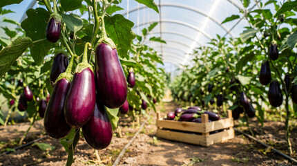  Ripe purple eggplants growing on plants inside a greenhouse, with neat rows of aubergine bushes stretching into the background. A wooden crate filled with freshly harvested eggplants