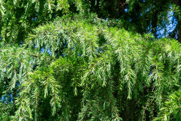 Close-up of green needles of Himalayan cedar (Cedrus Deodara, Deodar) growing in Adler resort city near Sochi. Beautiful natural green background for any design
