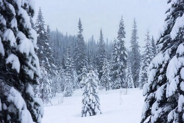 Naklejka premium A serene winter wonderland with snow-covered fir trees in a peaceful forest landscape