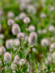 Soft focus wild grass flowers in meadow, gentle natural background and calm summer mood.