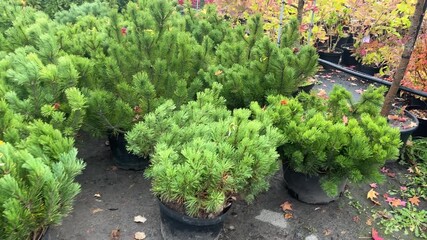 Rows of small pine trees in pots, prepared for planting or sale, representing gardening, nature care, and landscaping.