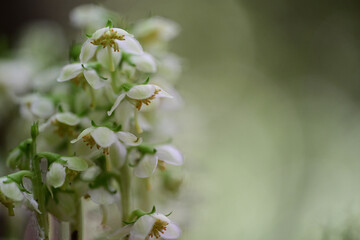 清楚な白い花を咲かせるイチヤクソウ（一薬草）