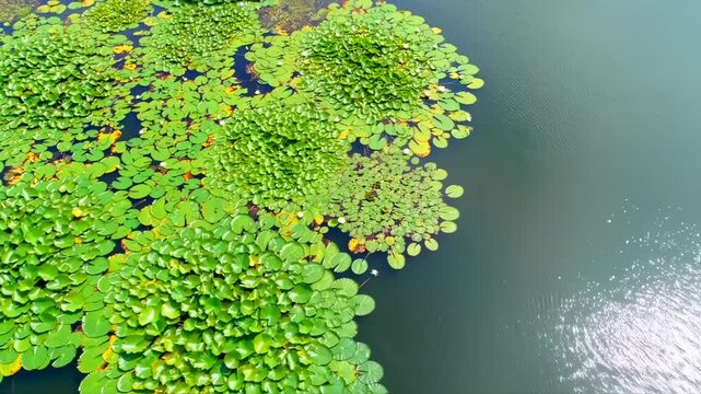 Lush green lily pads float on dark water with a clear expanse