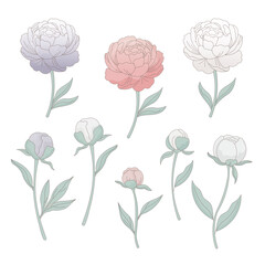 Individual Pastel Peony Flowers and Buds