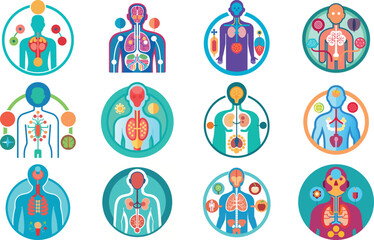 Human Anatomy Icon Set Featuring Heart, Liver, Kidney, Lungs, Intestine, Digestive System, Muscular System, Nervous System and Internal Organs &ndash; Flat Medical Vector Illustration for Healthcare, Educat