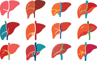 Human Anatomy Icon Set Featuring Heart, Liver, Kidney, Lungs, Intestine, Digestive System, Muscular System, Nervous System and Internal Organs &ndash; Flat Medical Vector Illustration for Healthcare, Educat