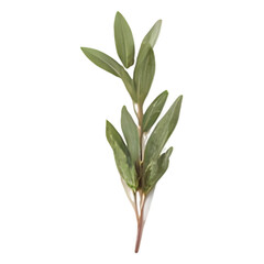 Fototapeta premium A close-up of a green plant stem with leaves isolated on a white background
