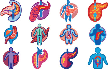 Human Anatomy Icon Set Featuring Heart, Liver, Kidney, Lungs, Intestine, Digestive System, Muscular System, Nervous System and Internal Organs &ndash; Flat Medical Vector Illustration for Healthcare, Educat