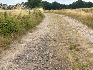 gras, himmel, natur, feld, sand, pflanze, green, blau, meer, landschaft, frühling, bauernhof, blume, düne, wiese, umwelt, ozean, wind, küste, cloud, ackerbau, sommer, beach