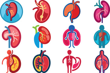 Human Anatomy Icon Set Featuring Heart, Liver, Kidney, Lungs, Intestine, Digestive System, Muscular System, Nervous System and Internal Organs &ndash; Flat Medical Vector Illustration for Healthcare, Educat