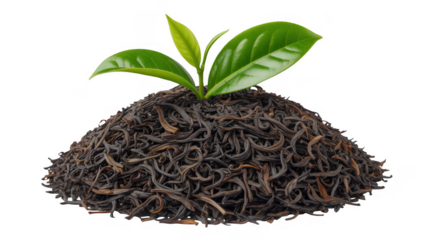 Green plant growing from tea leaves isolated on a transparent background pile