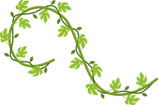 Green tropical liana plant vine with leaves border