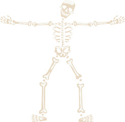 Human skeleton figure with outstretched arms illustrating anatomy