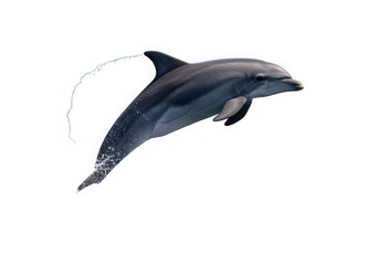 Fototapeta premium A bottlenose dolphin leaps gracefully out of the water, captured against a dark background isolated on transparent background