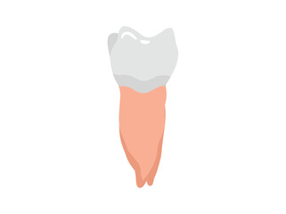 Human Tooth Distal Anatomy Illustration