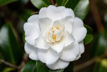 Close-up of a pristine white camellia flower with yellow stamens and dark green leaves, showcasing delicate petals and natural beauty