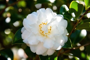 Beautiful white camellia flower blooming vibrantly in a sunny garden with lush green foliage