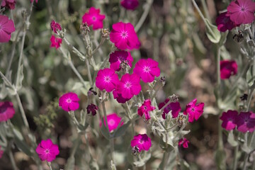 Bright magenta Rose Campion flowers Lychnis coronaria growing in a garden with silver grey foliage