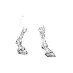 Fractured Animal Leg Bones Isolated on White Background