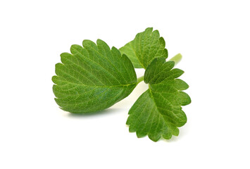 Leafs strawberry isolated on white, macro image 