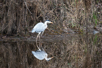 a grey heron stands