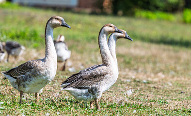 geese graze in a meadow