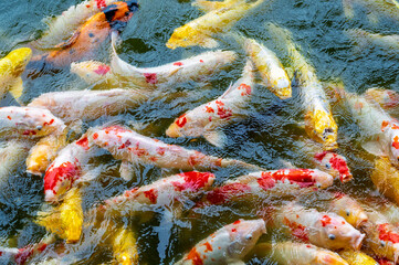 Fish CARP fancy or koi in pond, japanese National animal