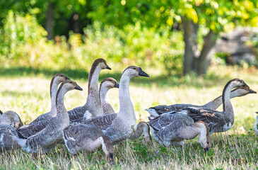 Fototapeta premium geese graze in a meadow