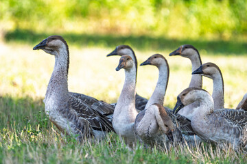 Obraz premium geese graze in a meadow
