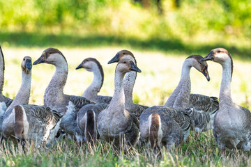 Obraz premium geese graze in a meadow
