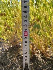 Lentils in the field, measuring the height of lentils.