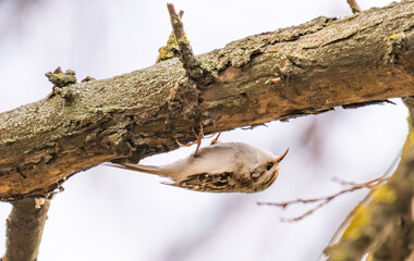 Fototapeta premium pika bird