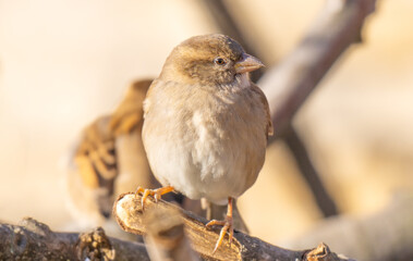 sparrow close-up