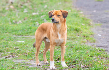 portrait of a red dog in a park