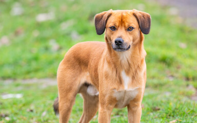 portrait of a red dog in a park