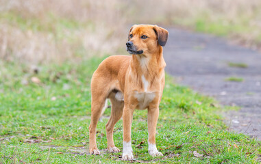 portrait of a red dog in a park