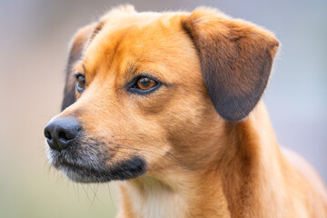 portrait of a red dog in a park