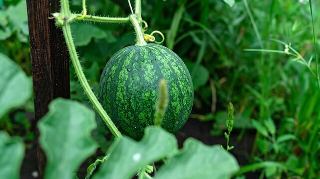 Close-up of a small, green melon fruit growing on a vine, with surrounding leaves and plant life