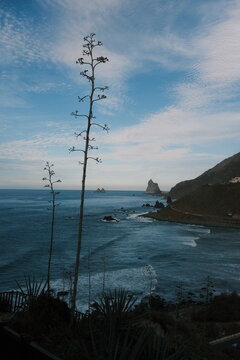 Coastal landscape featuring tall aloe plants and rugged cliffs overlooking the ocean under a partly cloudy sky. Long waves crashing on the surf beach of Benijo, Tenerife.