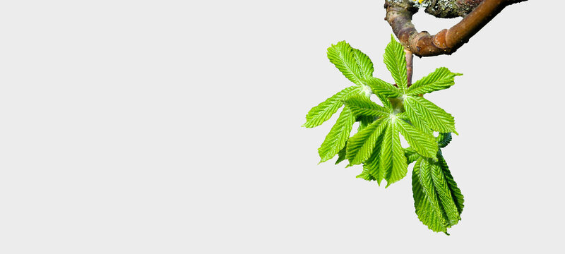 Chestnuts leaves isolated. First spring leaves, deciduous bud breaks. Horizontal image. Fragment of a tree branch with leaves, composition above, isolated above. Awakening nature, vitality, greenery