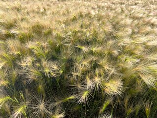 Close-up of wild barley Hordeum spontaneum. 