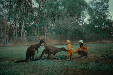 A child in a bright orange outfit happily interacts with friendly kangaroos in a peaceful outdoor setting