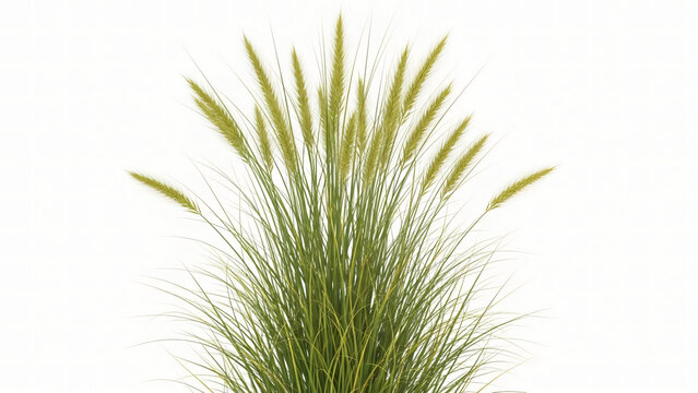 Wild Grass Plant Isolated for Landscape and Archviz Use