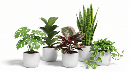 Obraz premium Minimal Indoor Plant Arrangement for Modern Workspace Design