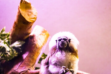 Cute monkey sitting in cage on farm